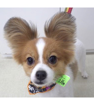 服部 ソラちゃん