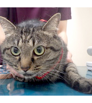 小久保 ハリーちゃん