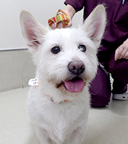 �R�{�@�n���m�X�P�����