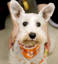 �X�@���i�J�����