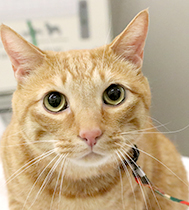 �g�c�@�|�e�g�t���C�����